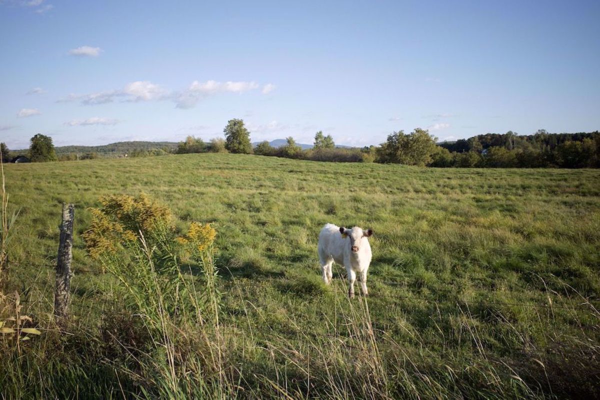 Quebec Eastern Townships Bike Tour sheep