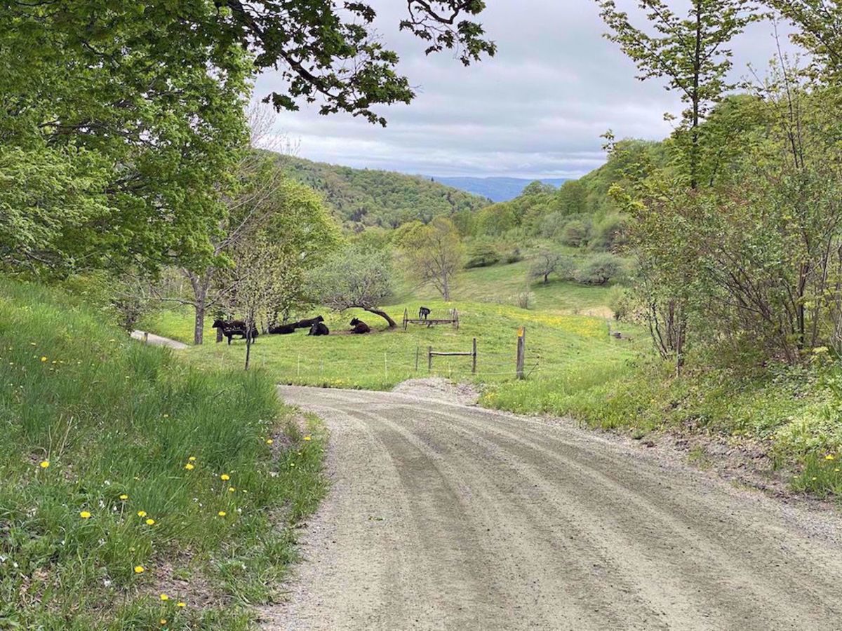 Woodstock Self Guided Bike Tour Country road with cattle in the distance