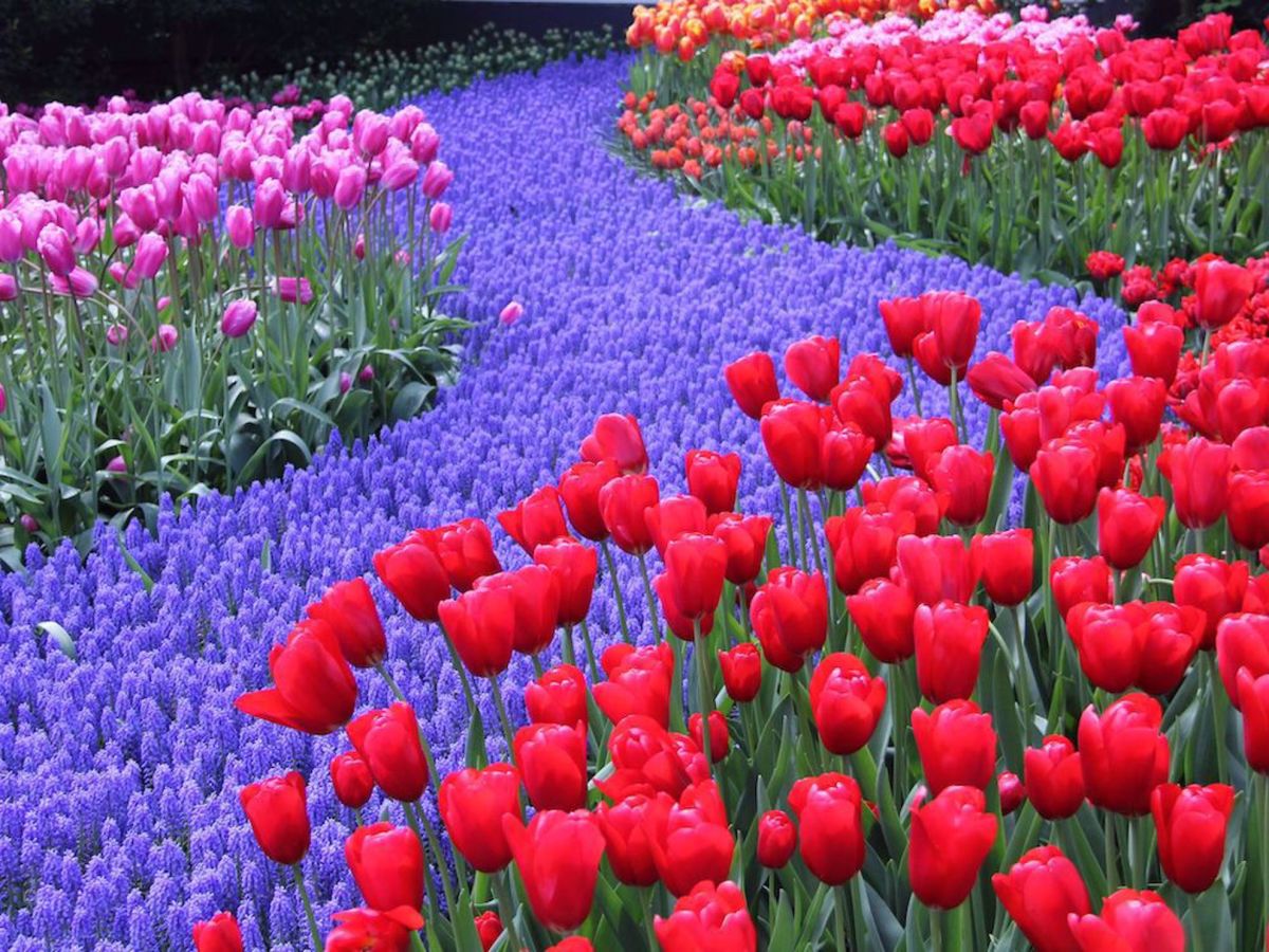 Netherlands Tulips, Windmills & Villages Bike Tour tulip field