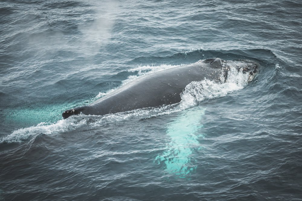 Classic Antarctica onboard the St Helena