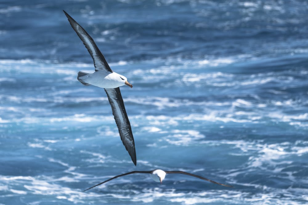 Classic Antarctica onboard the St Helena