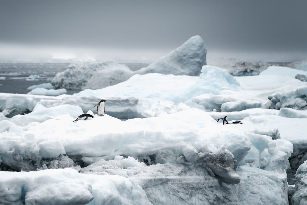 Classic Antarctica onboard the St Helena