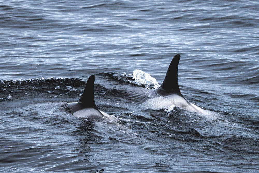 Classic Antarctica onboard the St Helena