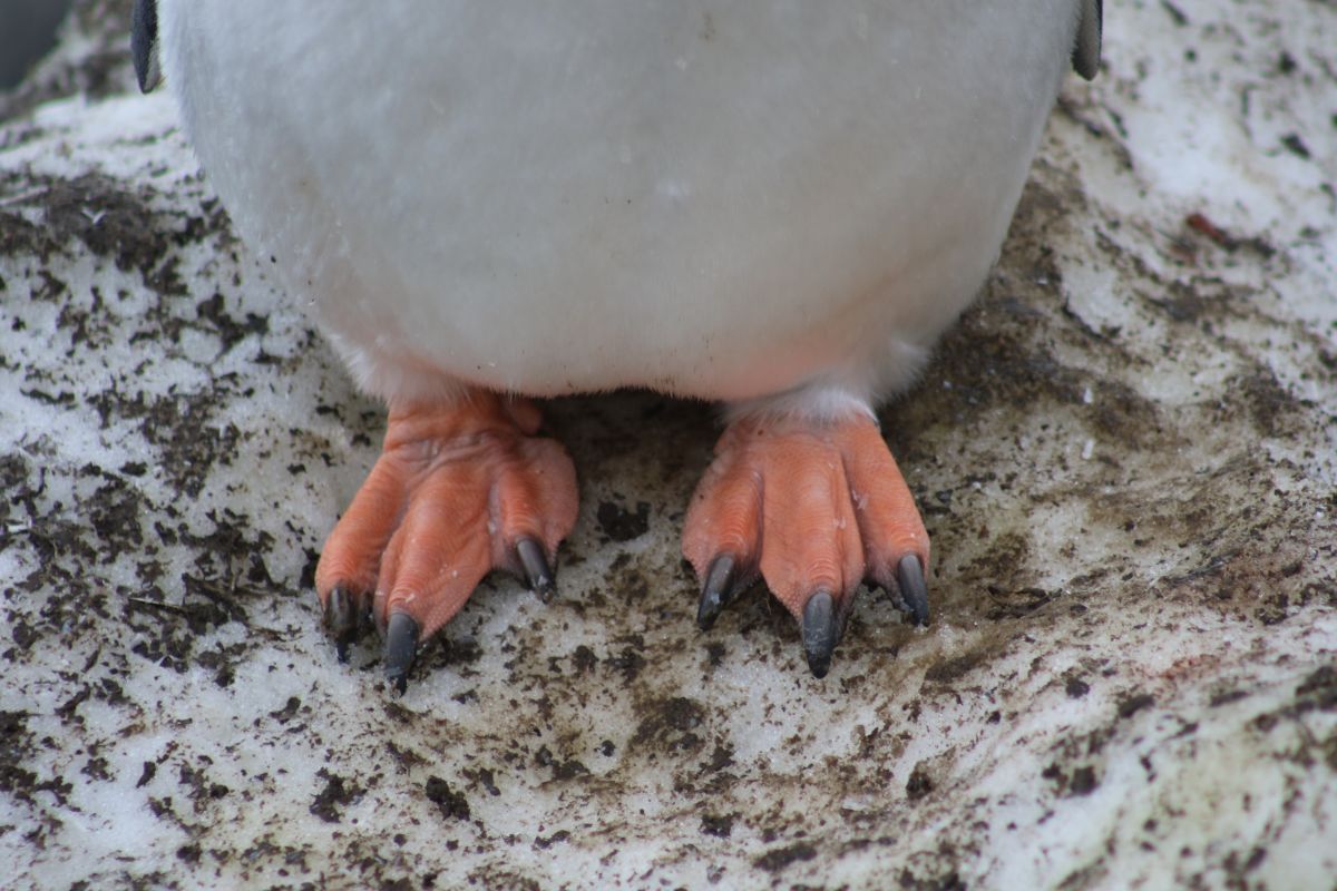 Into The Wild South: The Falklands, South Georgia & Antarctica onboard Terra Nova Adventurer