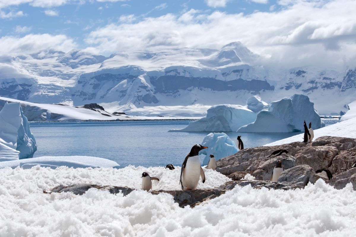 Into The Wild South: The Falklands, South Georgia & Antarctica onboard Terra Nova Adventurer