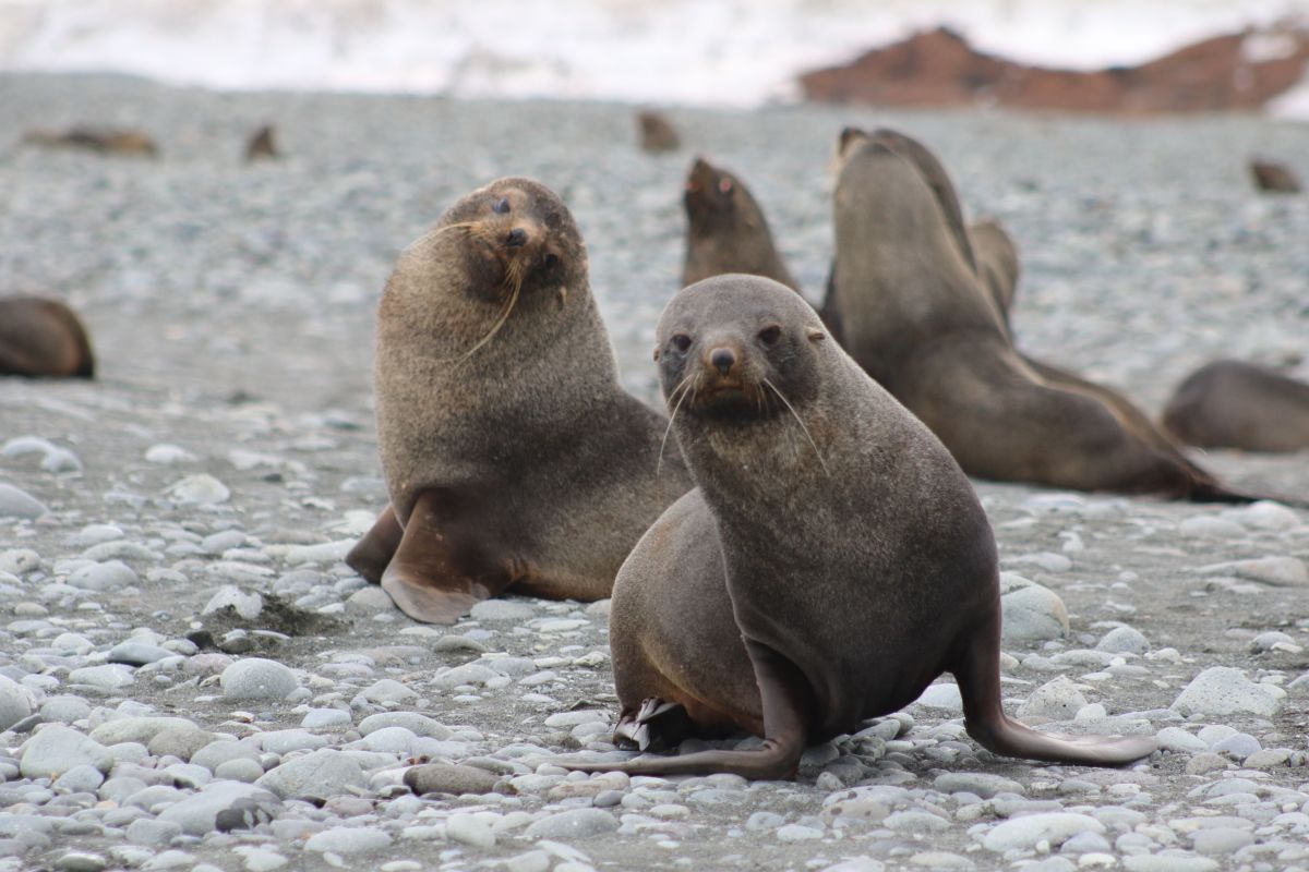 Into The Wild South: The Falklands, South Georgia & Antarctica onboard Terra Nova Adventurer