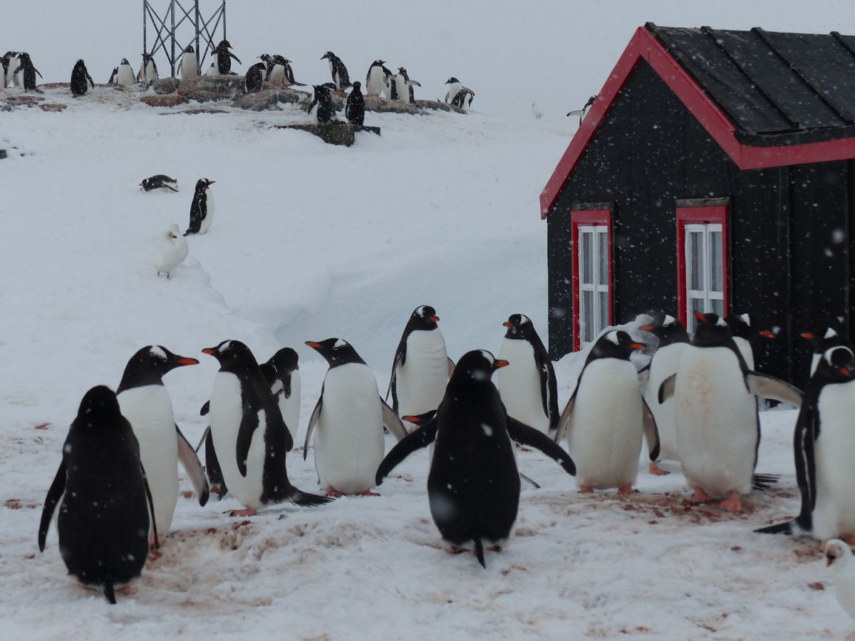 Into The Wild South: The Falklands, South Georgia & Antarctica onboard Terra Nova Adventurer