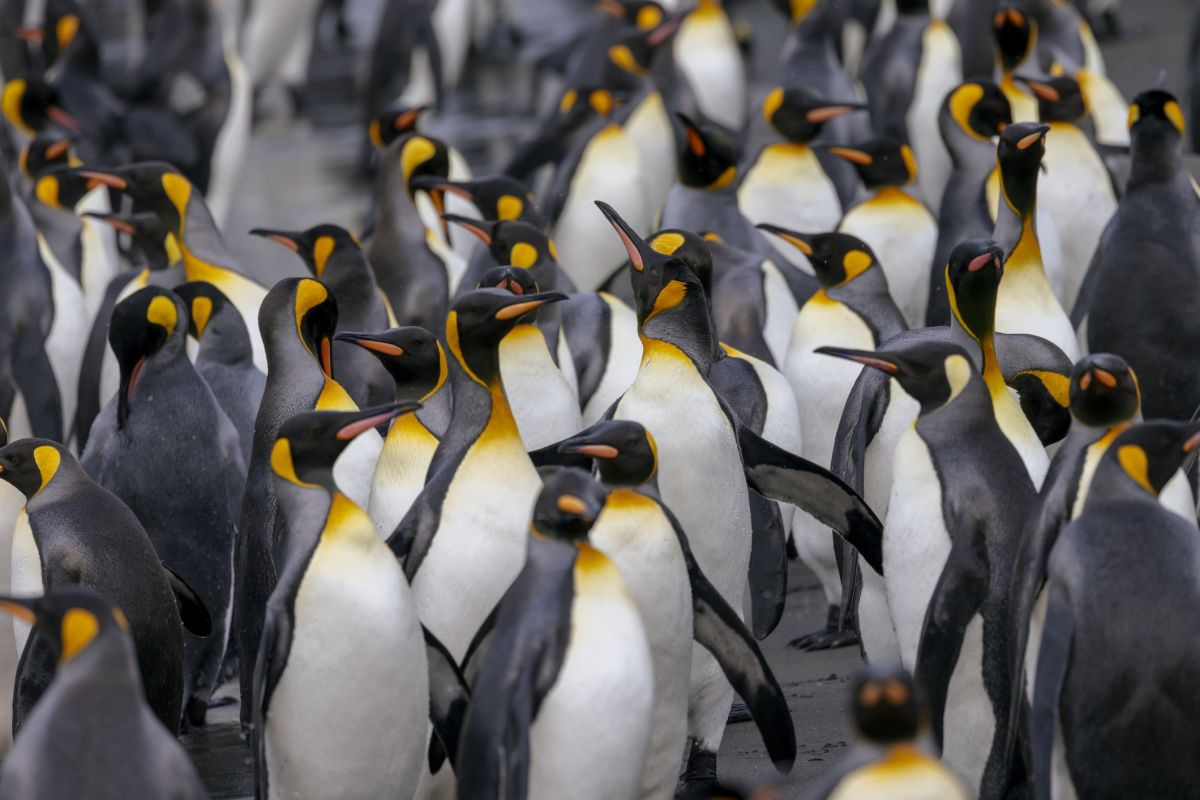 Into The Wild South: The Falklands, South Georgia & Antarctica onboard Terra Nova Adventurer