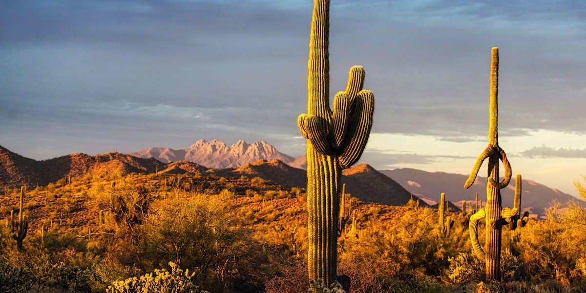 Saguaro National Park & Organ Pipe Cactus Adventure