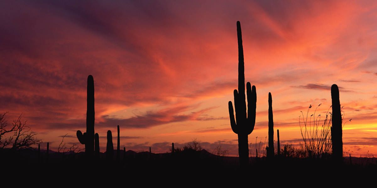 Saguaro National Park & Organ Pipe Cactus Adventure