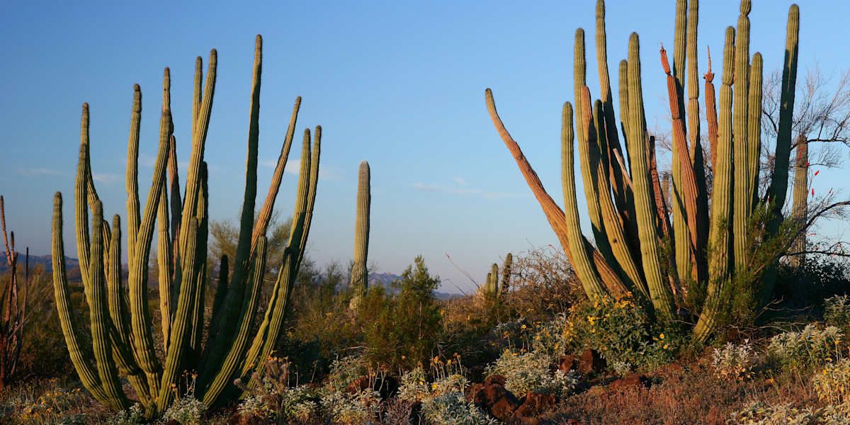 Saguaro National Park & Organ Pipe Cactus Adventure