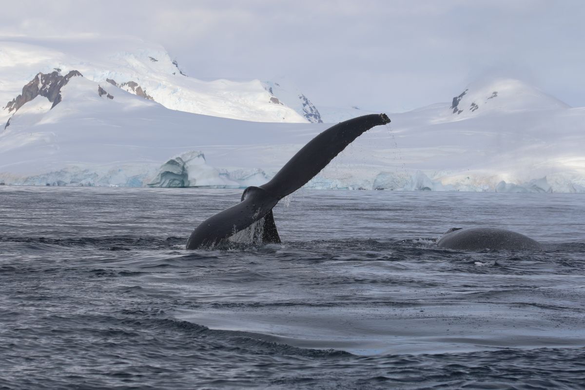 Echoes of the Deep - Whale Voyage aboard St Helena