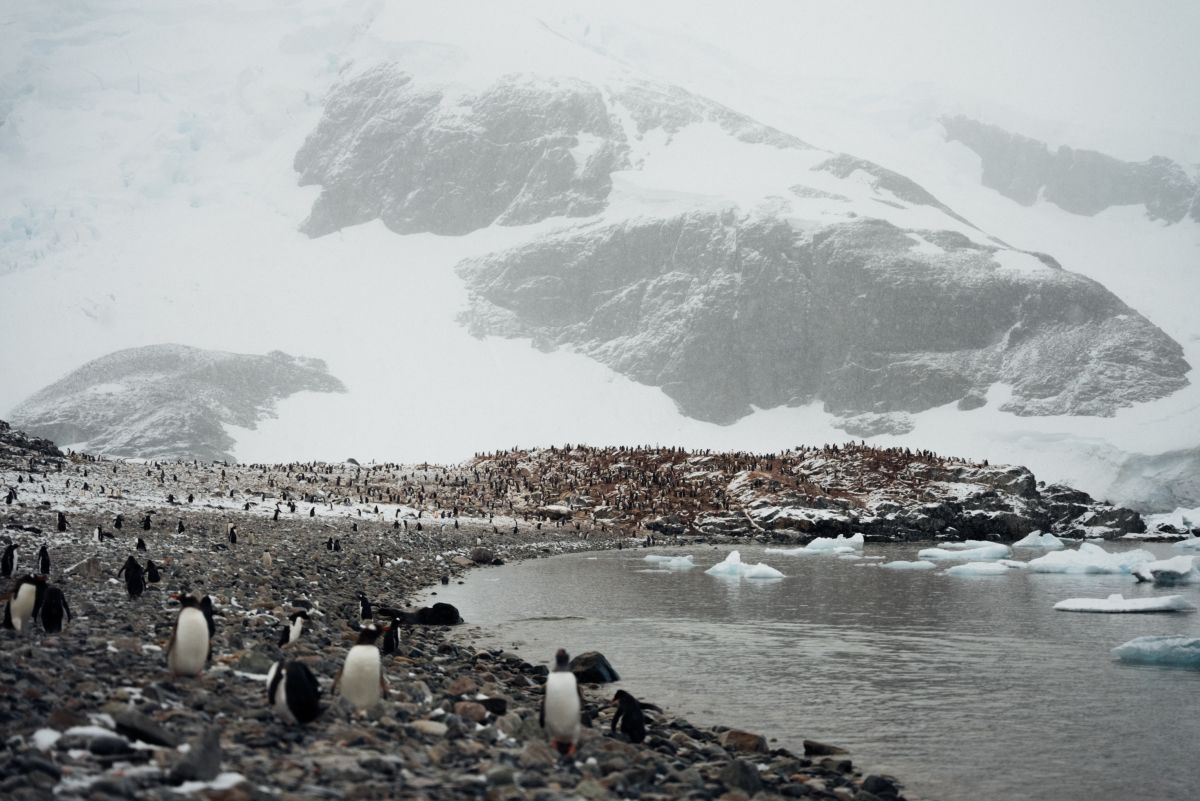 Echoes of the Deep - Whale Voyage aboard St Helena