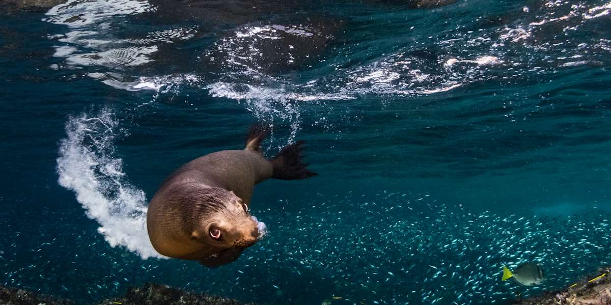 Sea Lion Colony and Island Exploration by Kayak or Paddleboard