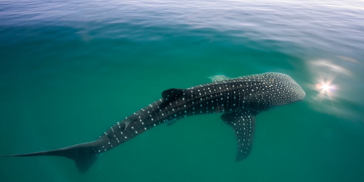 Swimming with Whale Sharks / Mexican Cooking Class