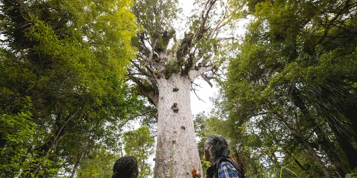 Arrive, journey north, Waipoua Forest and Footprints Walk