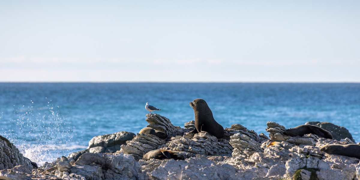 Arrive, from Christchurch along the coast to Kaikoura