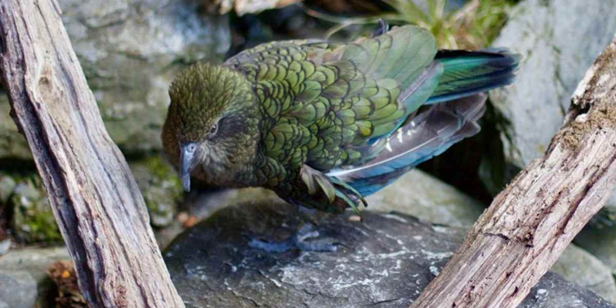 Walk the Pelorus River and explore Brook Waimārama Sanctuary