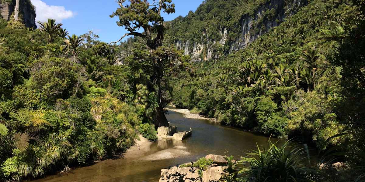 Walk through Punakaiki rainforest and visit Hokitika