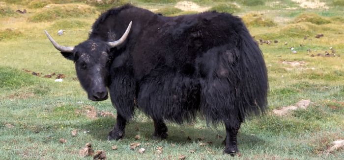 Yaks