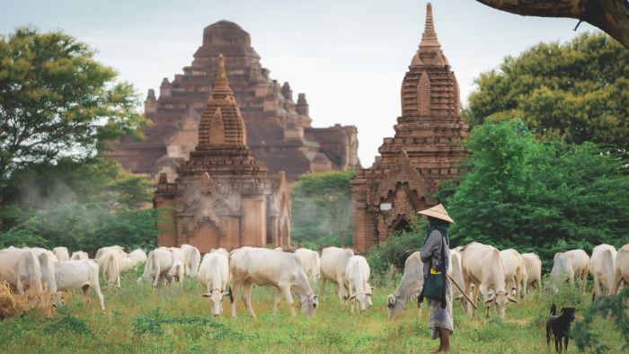 Landwirtschaft inmitten der Tempel