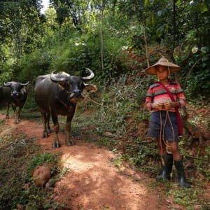 Randonnées dans le pittoresque Etat Shan (4 jours) de Lac Inle: activities: Buffalo on trails