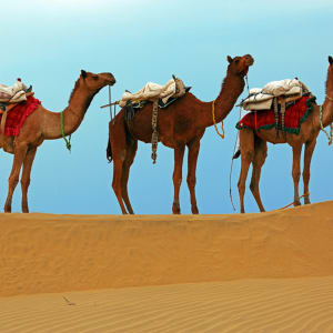 Rawalkot in Jaisalmer:  Camels