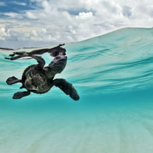 Tilar Siro Andamans in Andamanen:  Diving