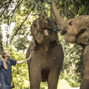 Anantara Golden Triangle Elephant Camp & Resort à Triangle d'Or:  Elephant Experience