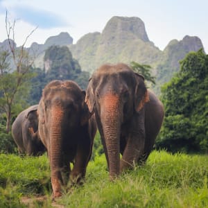 Elephant Hills - 2 Tage ab Phuket: activities: Elephant Experience | Elephant Hills