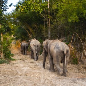 The Bush Camp Chiang Mai - 2 jours: activities: Elephants walking