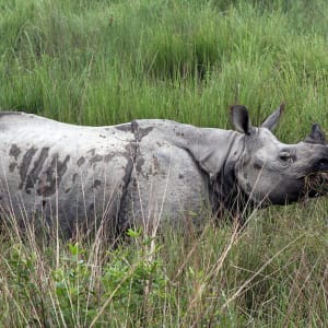 Wildes Assam ab Dibrugarh: activities: Kaziranga Rhinoceros 