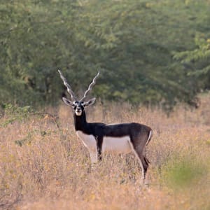 Romantisme des palais et magie du désert de Jodhpur: activities: Safari