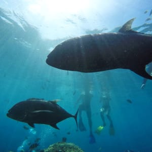 El Nido Resorts Miniloc Island in Palawan:  Snorkeling