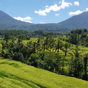 Puri Dajuma Beach Eco-Resort & Spa à Nord de Bali:  Tours - Rice Field volcanoes