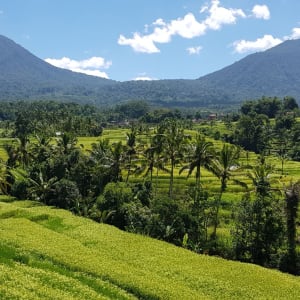 Puri Dajuma in Nordbali:  Tours - Rice Field volcanoes