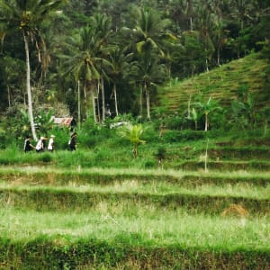 Wapa di Ume Sidemen in Ostbali:  Trekking