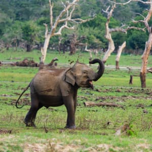 Yala Nationalpark Safari - Chena Huts - 2 Tage ab Colombo: activities: Yala NP