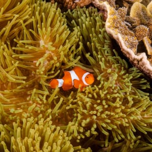 Kreuzfahrt ins Reich der Drachen (Flores - Bali) ab Labuan Bajo: Aqua Blu | Clownfish