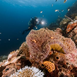 Raja Ampat mit Stil – Kreuzfahrt durch das unberührte Inselparadies ab Sorong: Aqua Blu | Diving