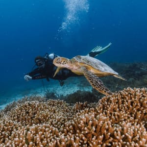 Kreuzfahrt ins Reich der Drachen (Flores - Bali) ab Labuan Bajo: Aqua Blu | Diving