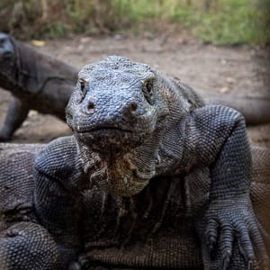 Kreuzfahrt ins Reich der Drachen (Flores - Bali) ab Labuan Bajo: Aqua Blu | Komodo Dragon