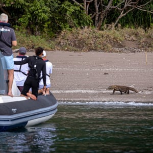 Kreuzfahrt ins Reich der Drachen (Flores - Bali) ab Labuan Bajo: Aqua Blu | Komodo Dragon