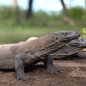 Kreuzfahrt ins Reich der Drachen (Flores - Bali) ab Labuan Bajo: Aqua Blu | Komodo Dragon