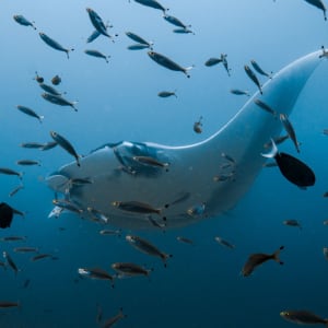 Kreuzfahrt ins Reich der Drachen (Flores - Bali) ab Labuan Bajo: Aqua Blu | Manta ray