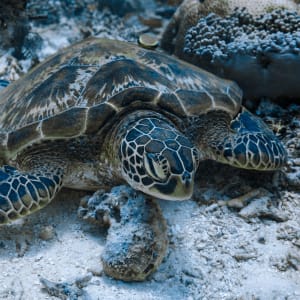 Raja Ampat mit Stil – Kreuzfahrt durch das unberührte Inselparadies ab Sorong: Aqua Blu | Sea turtle