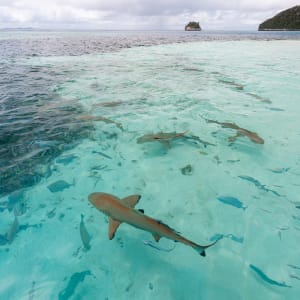 Traumhafte Kreuzfahrt ins Herz der Molukken ab Ambon: Aqua Blu | Sharks