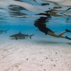 Raja Ampat mit Stil – Kreuzfahrt durch das unberührte Inselparadies ab Sorong: Aqua Blu | Sharks