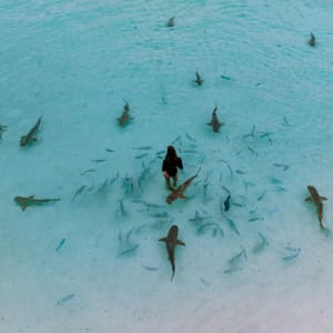 Raja Ampat mit Stil – Kreuzfahrt durch das unberührte Inselparadies ab Sorong: Aqua Blu | Sharks