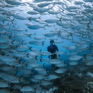 Raja Ampat mit Stil – Kreuzfahrt durch das unberührte Inselparadies ab Sorong: Aqua Blu | Snorkeling with baitball